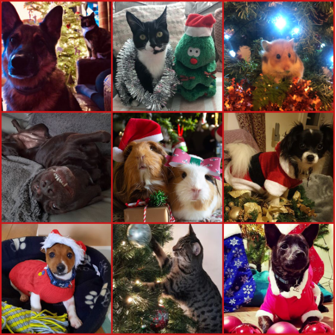 Name:  FestivePets.PNG
Views: 542
Size:  1.20 MB