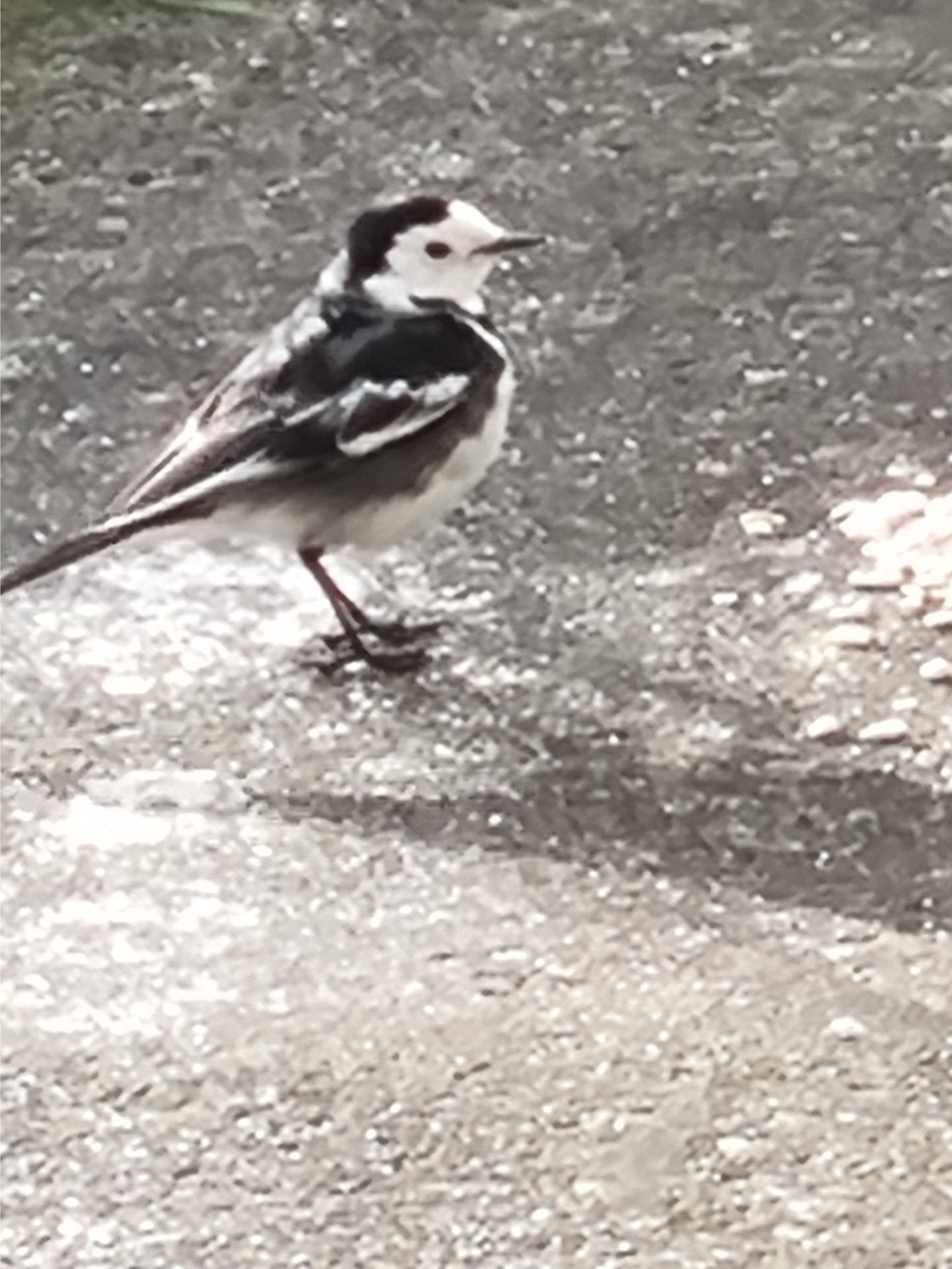 Name:  Bird1.jpg
Views: 361
Size:  1.07 MB
