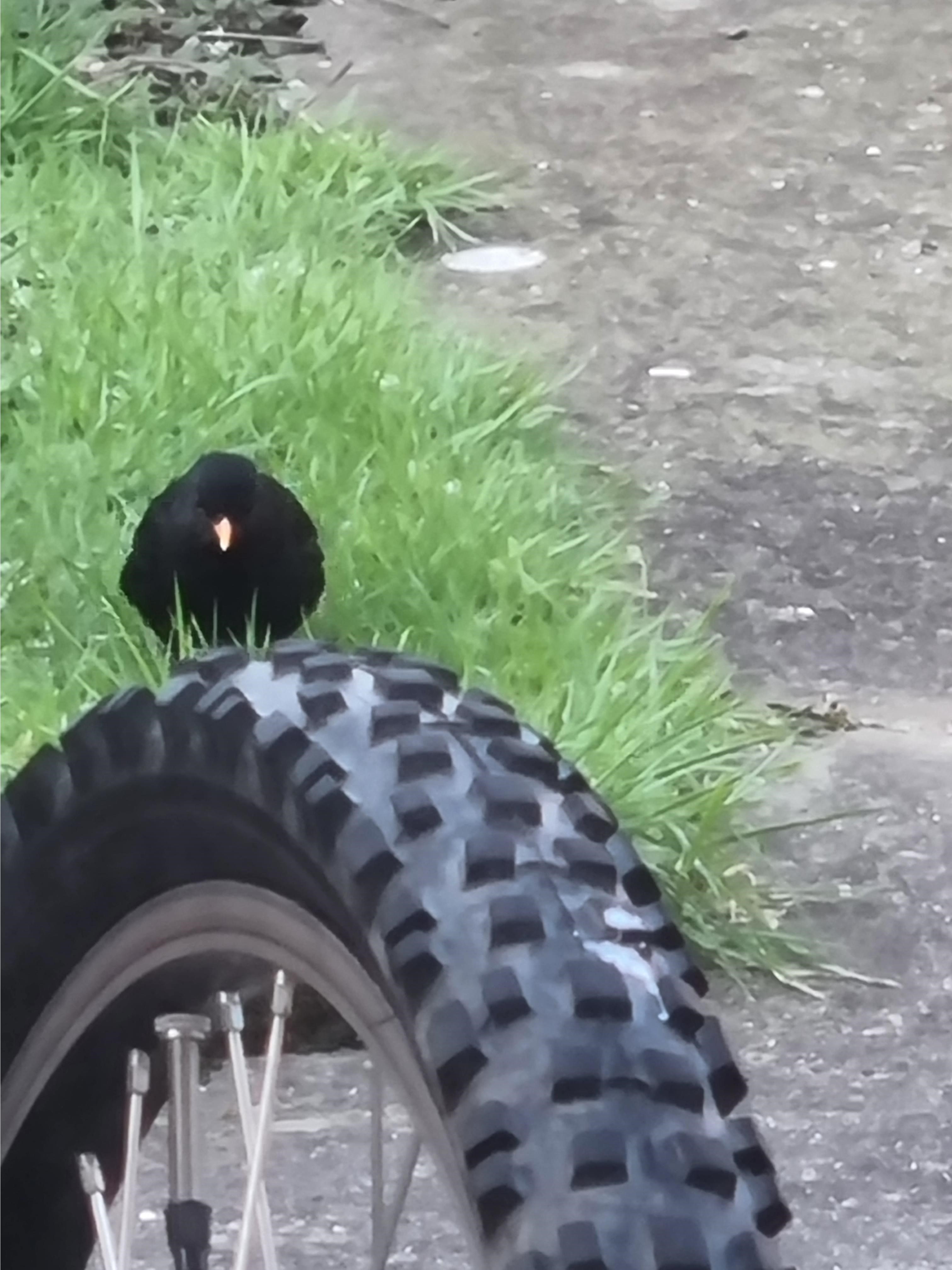 Name:  Bird4.jpg
Views: 381
Size:  813.3 KB