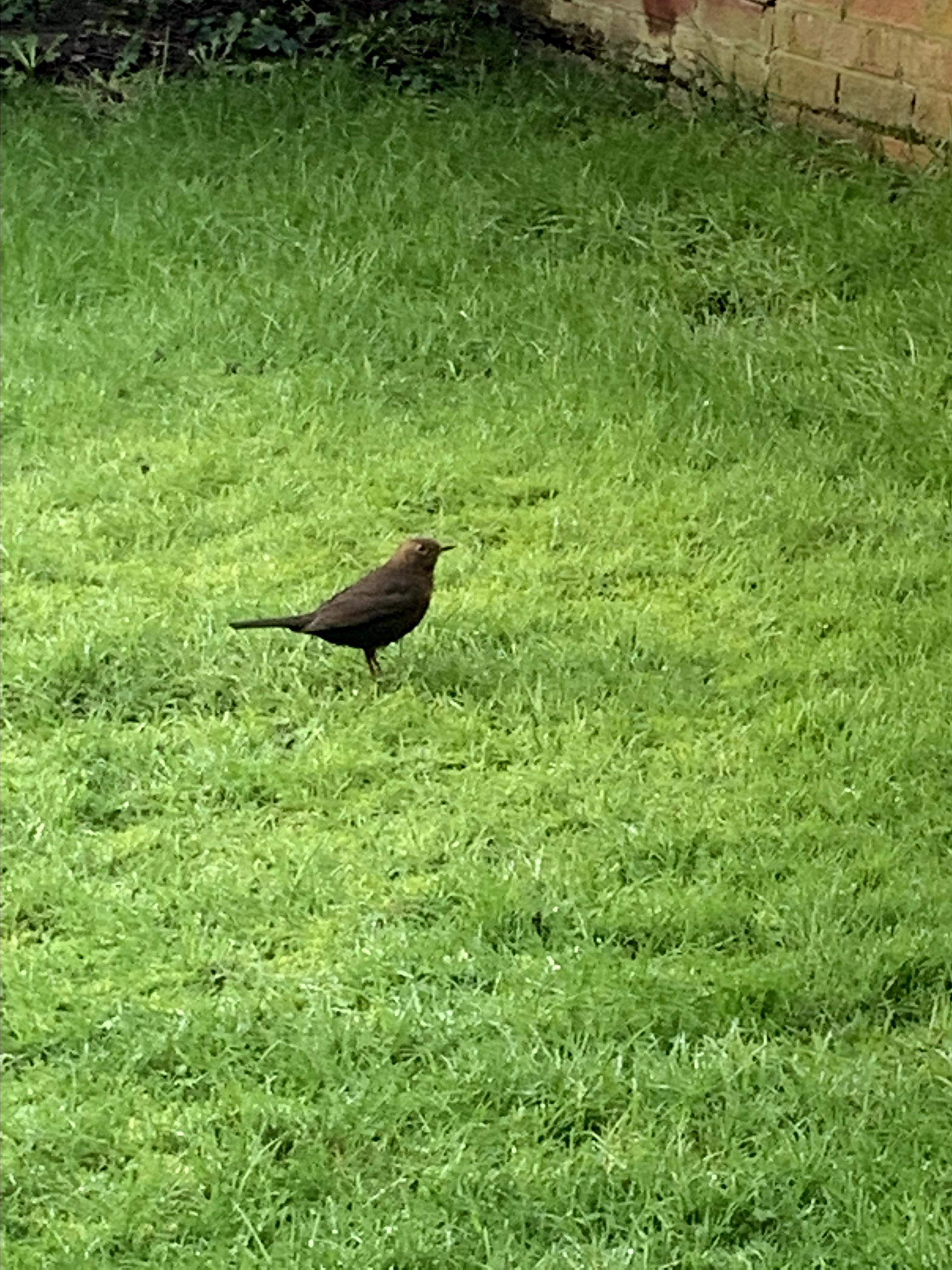 Name:  Bird5.jpg
Views: 366
Size:  1.56 MB